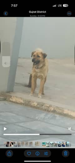 Dog male Bakarwal  03204461790