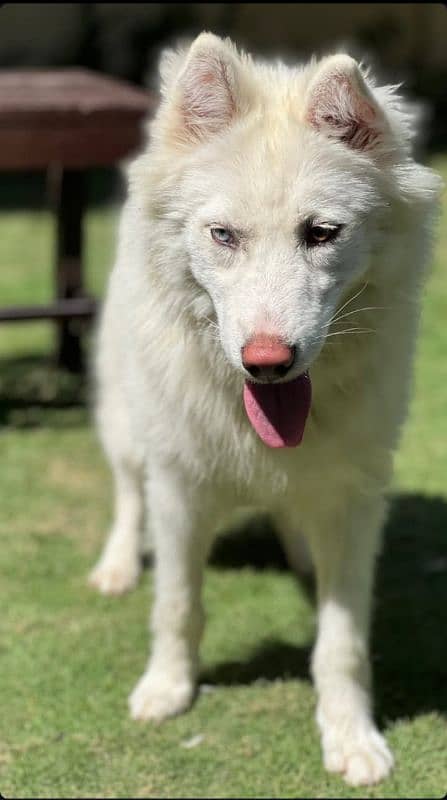 Alaskan malamute and Siberian husky 0