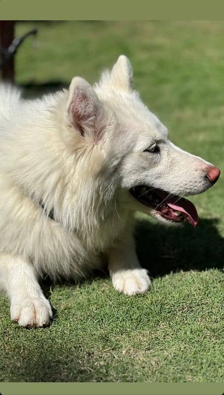 Alaskan malamute and Siberian husky 1