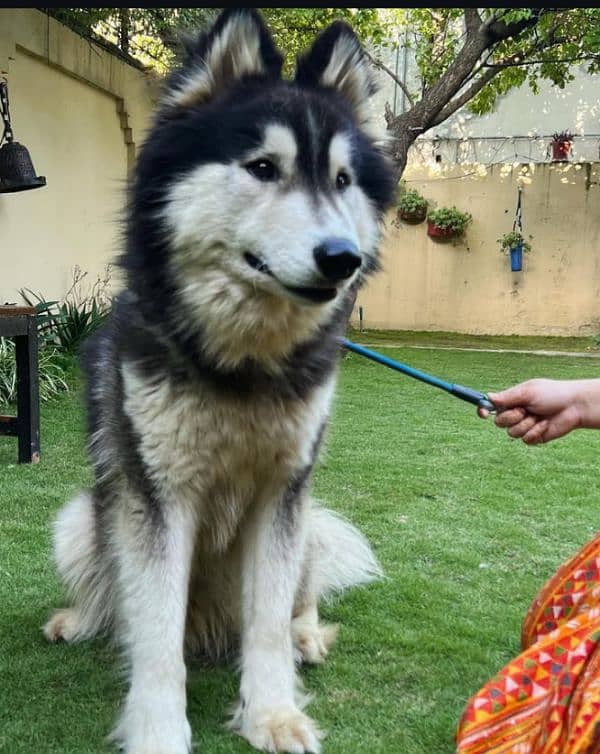 Alaskan malamute and Siberian husky 3