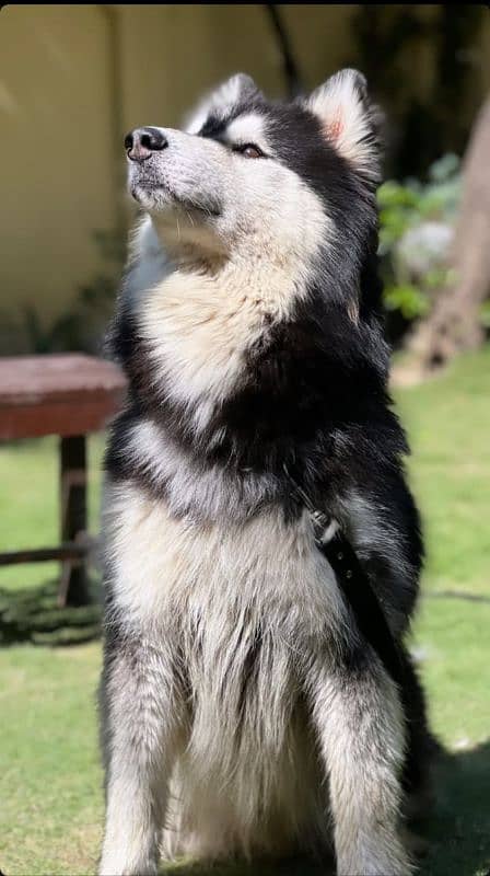 Alaskan malamute and Siberian husky 6