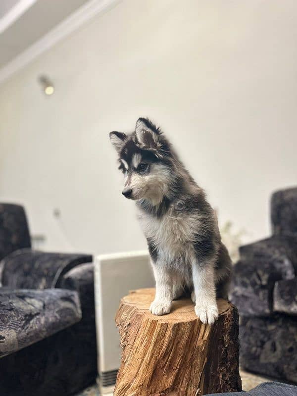 Alaskan malamute and Siberian husky 7