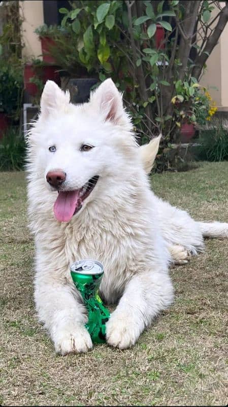 Alaskan malamute and Siberian husky 8