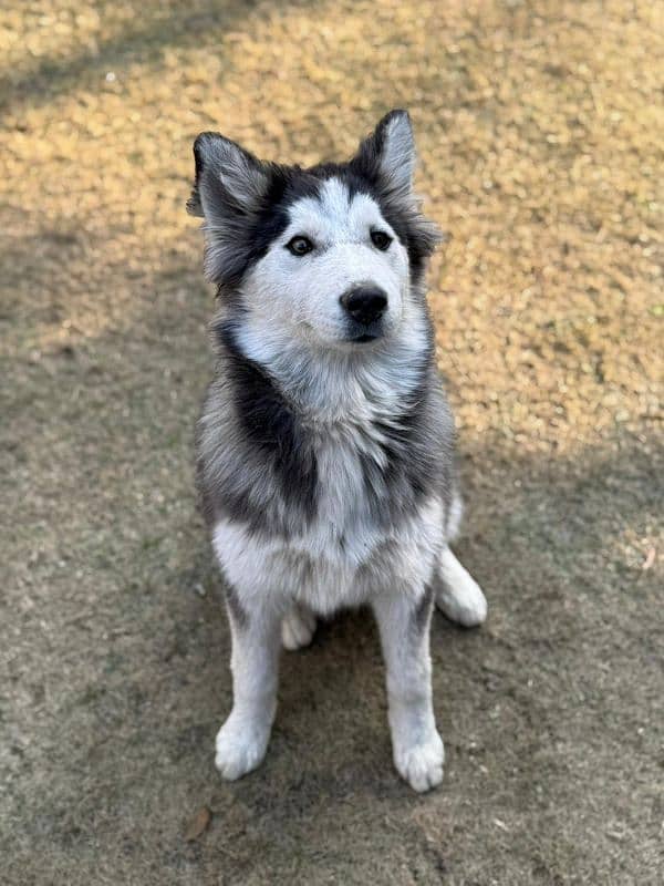 Alaskan malamute and Siberian husky 9