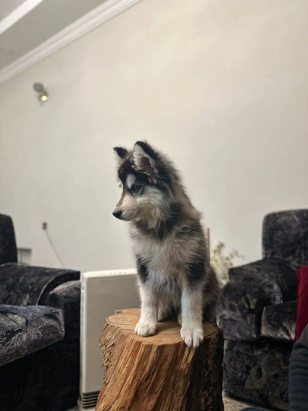 Alaskan malamute and Siberian husky 10