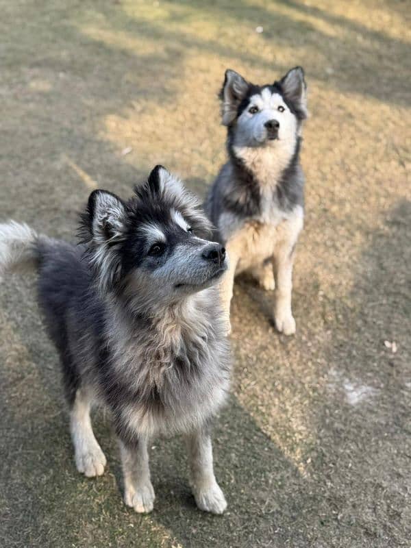 Alaskan malamute and Siberian husky 11