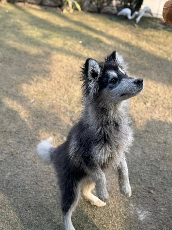 Alaskan malamute and Siberian husky 12