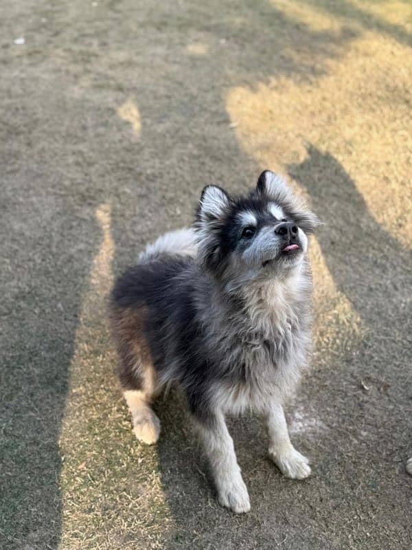 Alaskan malamute and Siberian husky 13