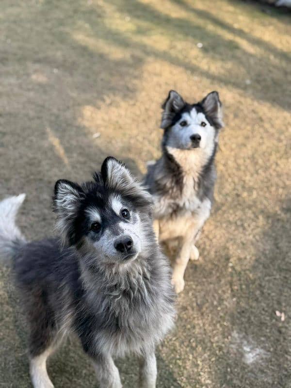 Alaskan malamute and Siberian husky 14