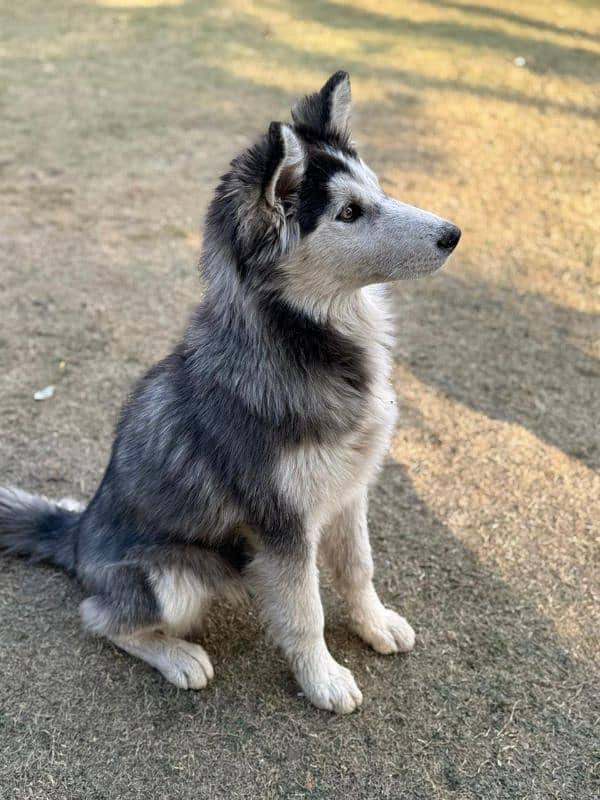 Alaskan malamute and Siberian husky 15