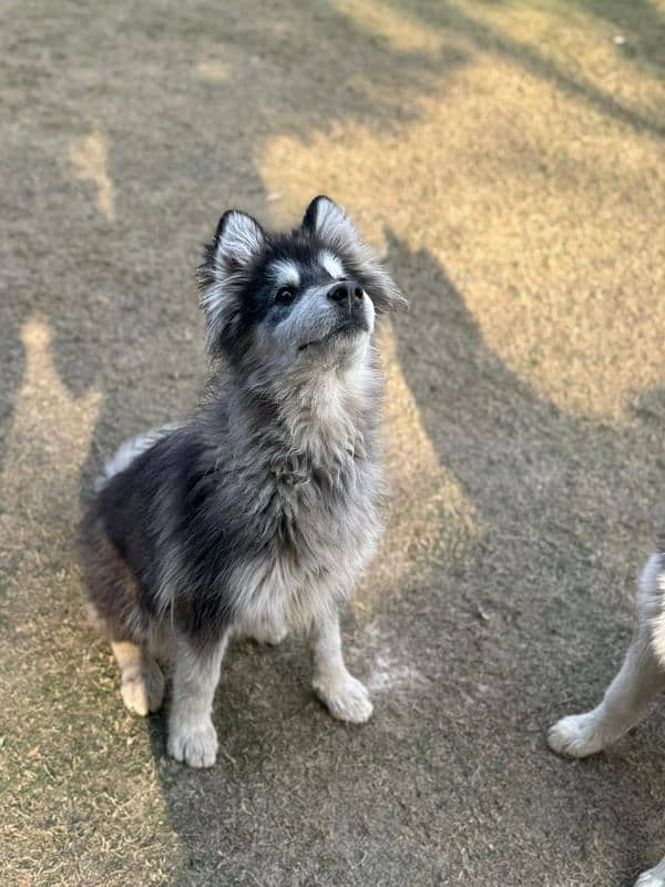 Alaskan malamute and Siberian husky 16