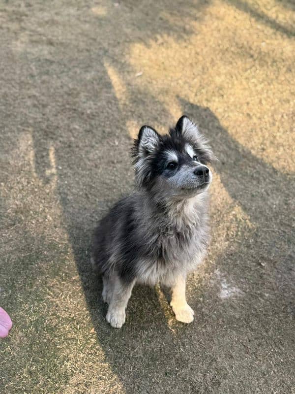 Alaskan malamute and Siberian husky 17