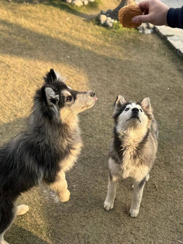 Alaskan malamute and Siberian husky 18