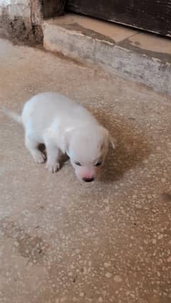 Russian Puppies /Russian Male Puppy /Russian dog For Sale