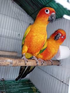 sunconure