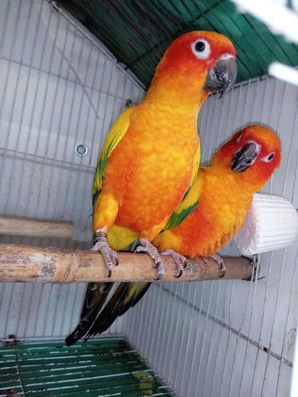 sunconure 0