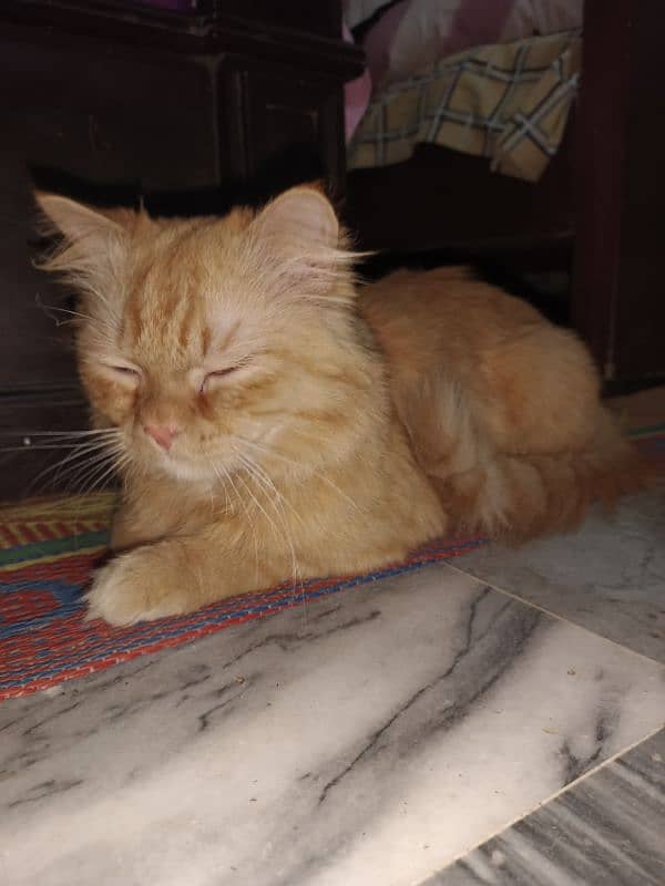 Farsian Cat Dark Yellow Color Cute Cat 1