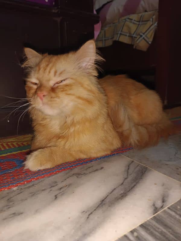 Farsian Cat Dark Yellow Color Cute Cat 2