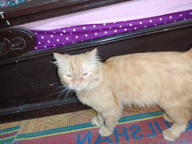 Farsian Cat Dark Yellow Color Cute Cat 3