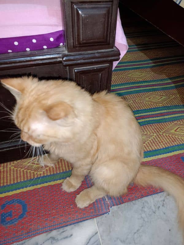 Farsian Cat Dark Yellow Color Cute Cat 5