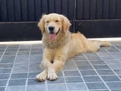 Golden Retriever 1 Year Male Pedigree and fully vaccinated