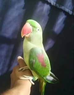 Kashmiri Raw parrot for sale