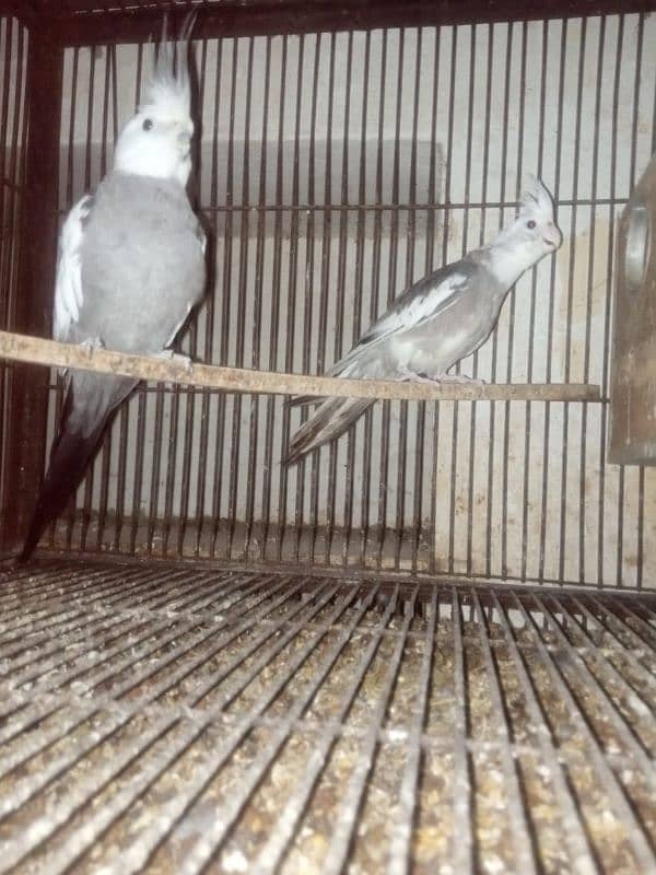 cocktail grey Java silver Java for sale only multan 2