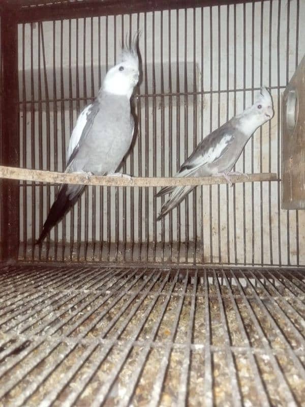 cocktail grey Java silver Java for sale only multan 7