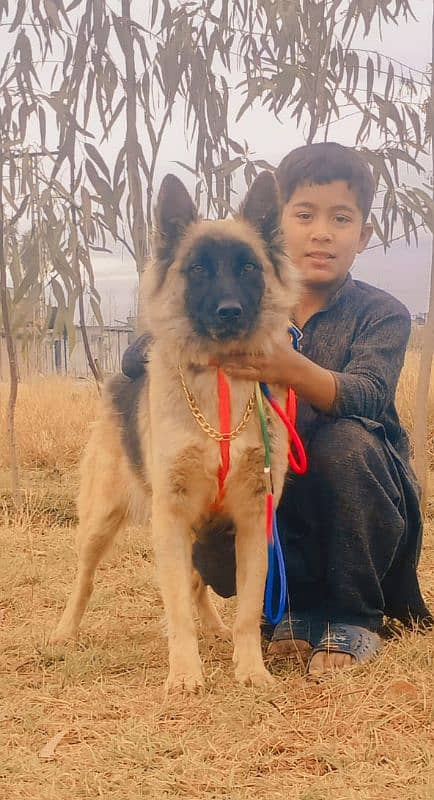 tevar familyGerman Shepherd double coat added female 5 mahine for sale 0