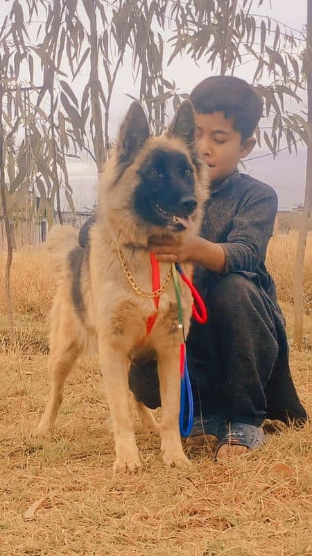 tevar familyGerman Shepherd double coat added female 5 mahine for sale 1