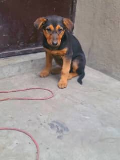 doberman puppy sale 03258857212 exchange only GSD or labra chocolate