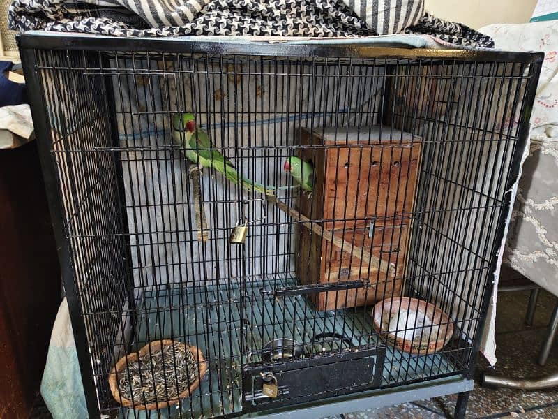 Raw Parrots pair with cage 0