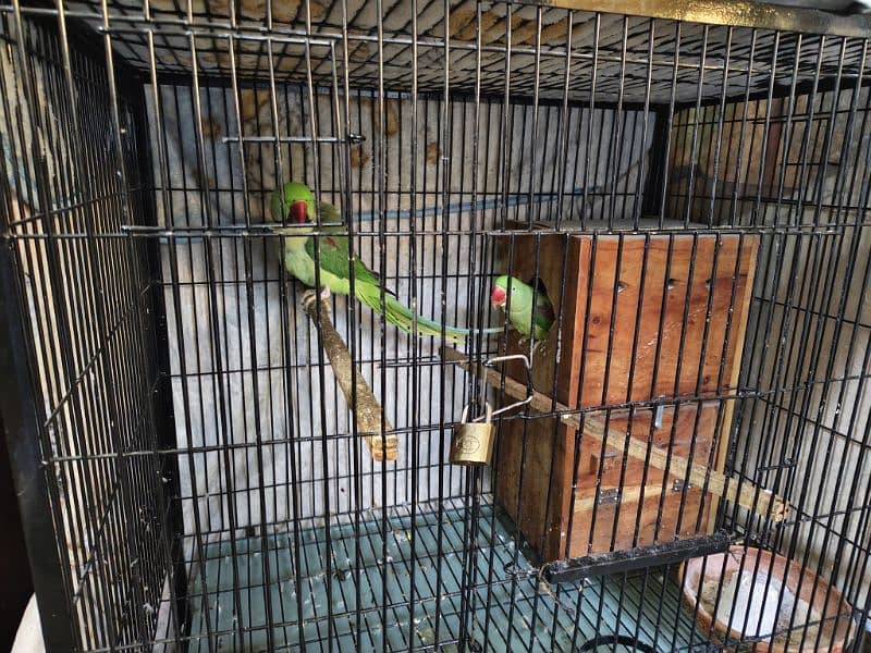 Raw Parrots pair with cage 1