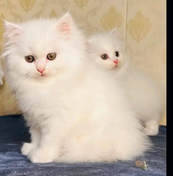 Persian cat 0