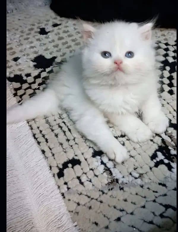 Persian cat 1