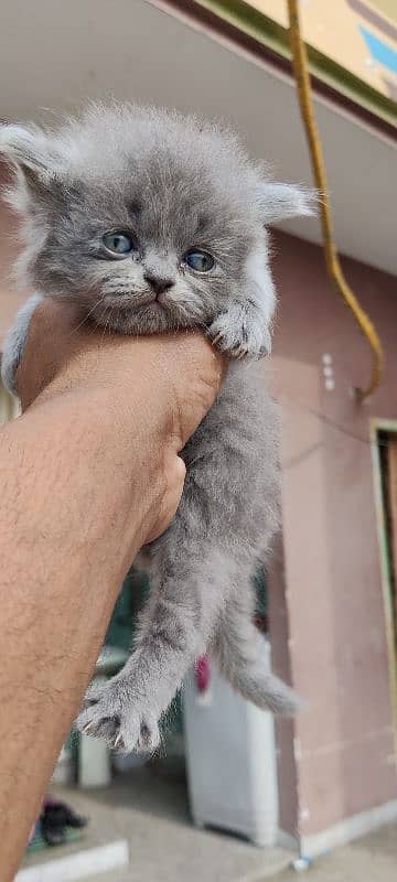 Persian cats/ Persian cat baby 8