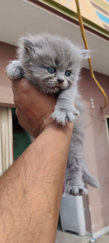 Persian cats/ Persian cat baby 9