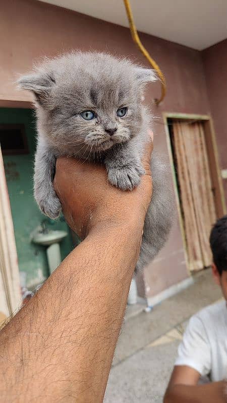 Persian cats/ Persian cat baby 10