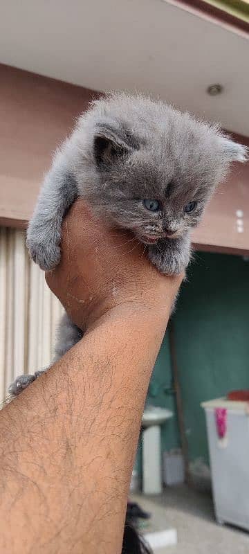 Persian cats/ Persian cat baby 11