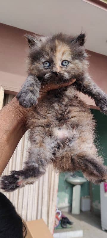 Persian cats/ Persian cat baby 13