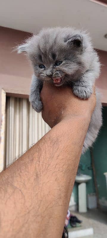 Persian cats/ Persian cat baby 16