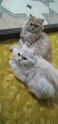 Persian Triple coat punch face male and female