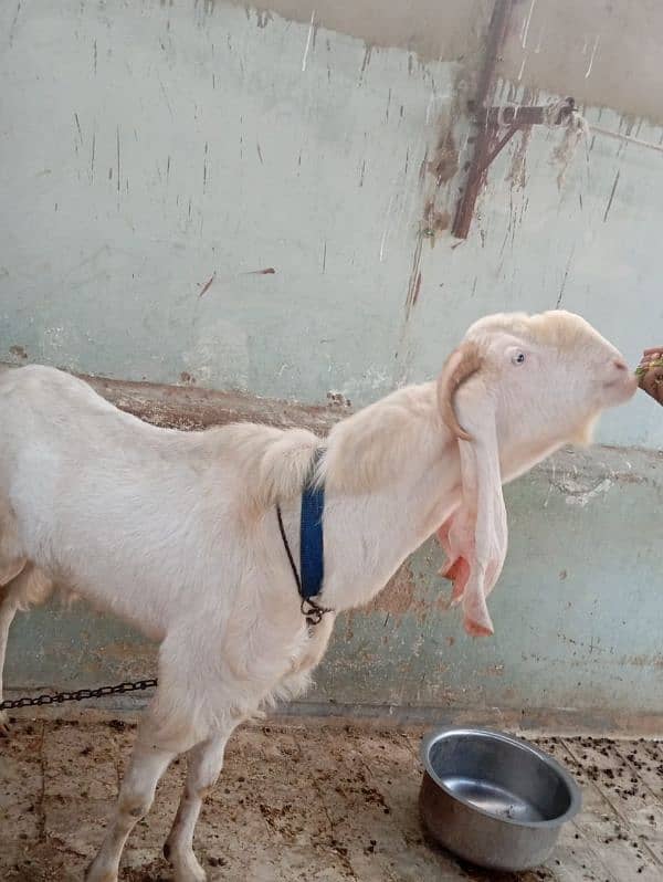 GOLABI FEMALE GOAT 1