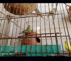 10 Australian parrot 2 breeder pair 6 chicks big iron cage