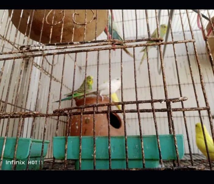 10 Australian parrot 2 breeder pair 6 chicks big iron cage 0