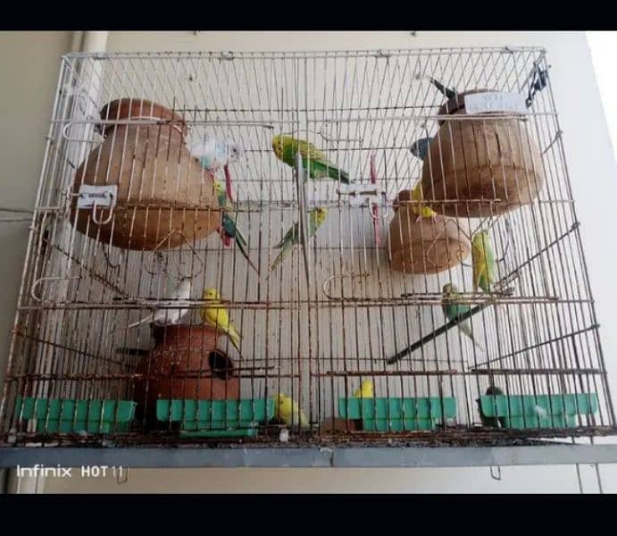 10 Australian parrot 2 breeder pair 6 chicks big iron cage 1