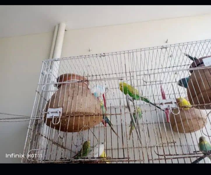 10 Australian parrot 2 breeder pair 6 chicks big iron cage 2