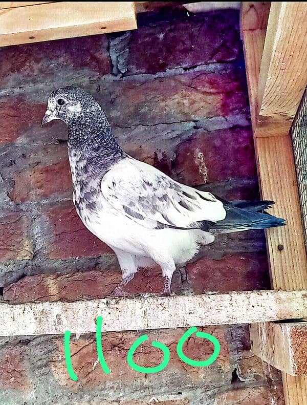 high flying pigeon 14