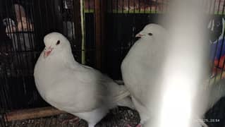 American king pigeons Pair | breader pair