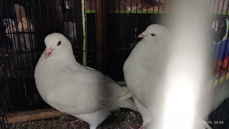 American king pigeons Pair | breader pair 0